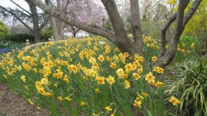 Field Trip to Queens Botanical Garden