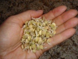 Sprouts in hand