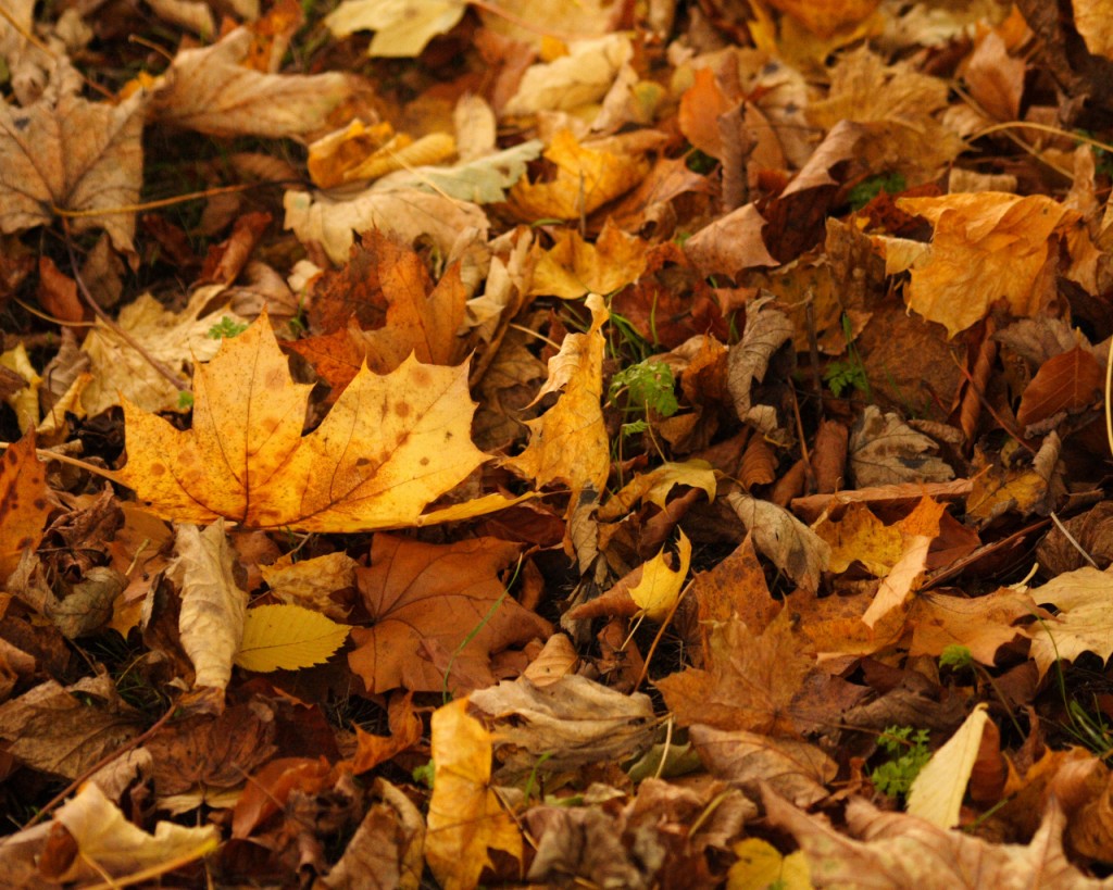 What a Re-Leaf! Green Uses for your Autumn Leaves  (by Yuna Park)